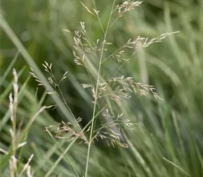 Rasen-Schmiele Rasen-Schmiele