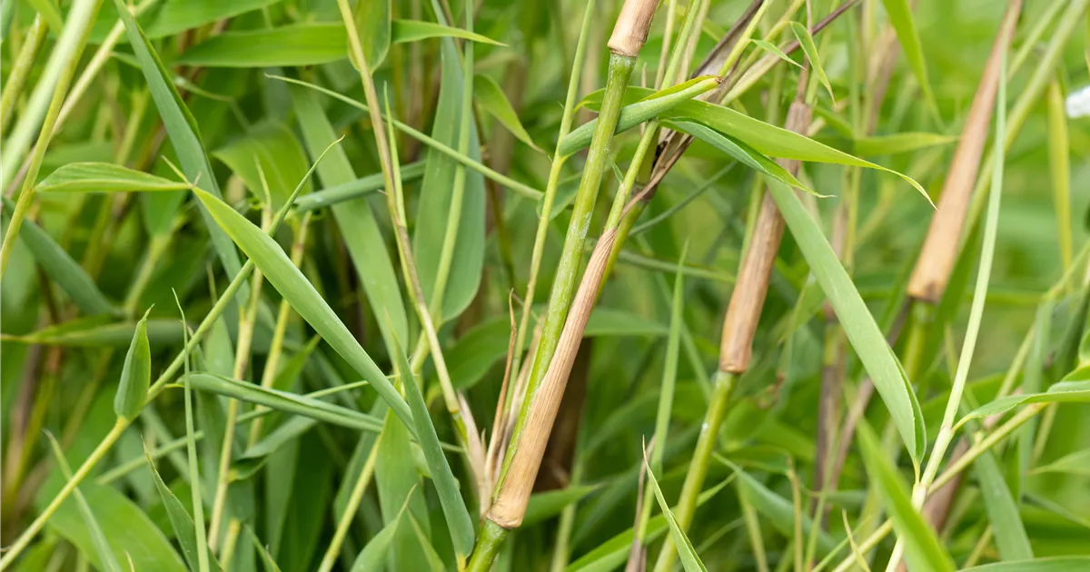 Fargesia murieliae 'Green Lion' -R-, Grasgrner Mhnenbambus im Pflanzenshop