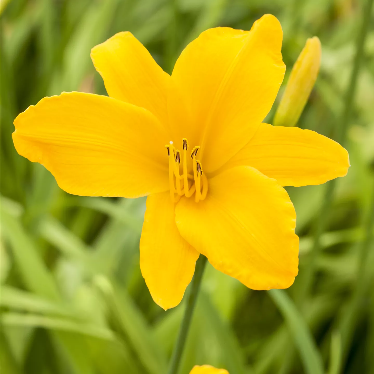 Hemerocallis x cult.'Aten'