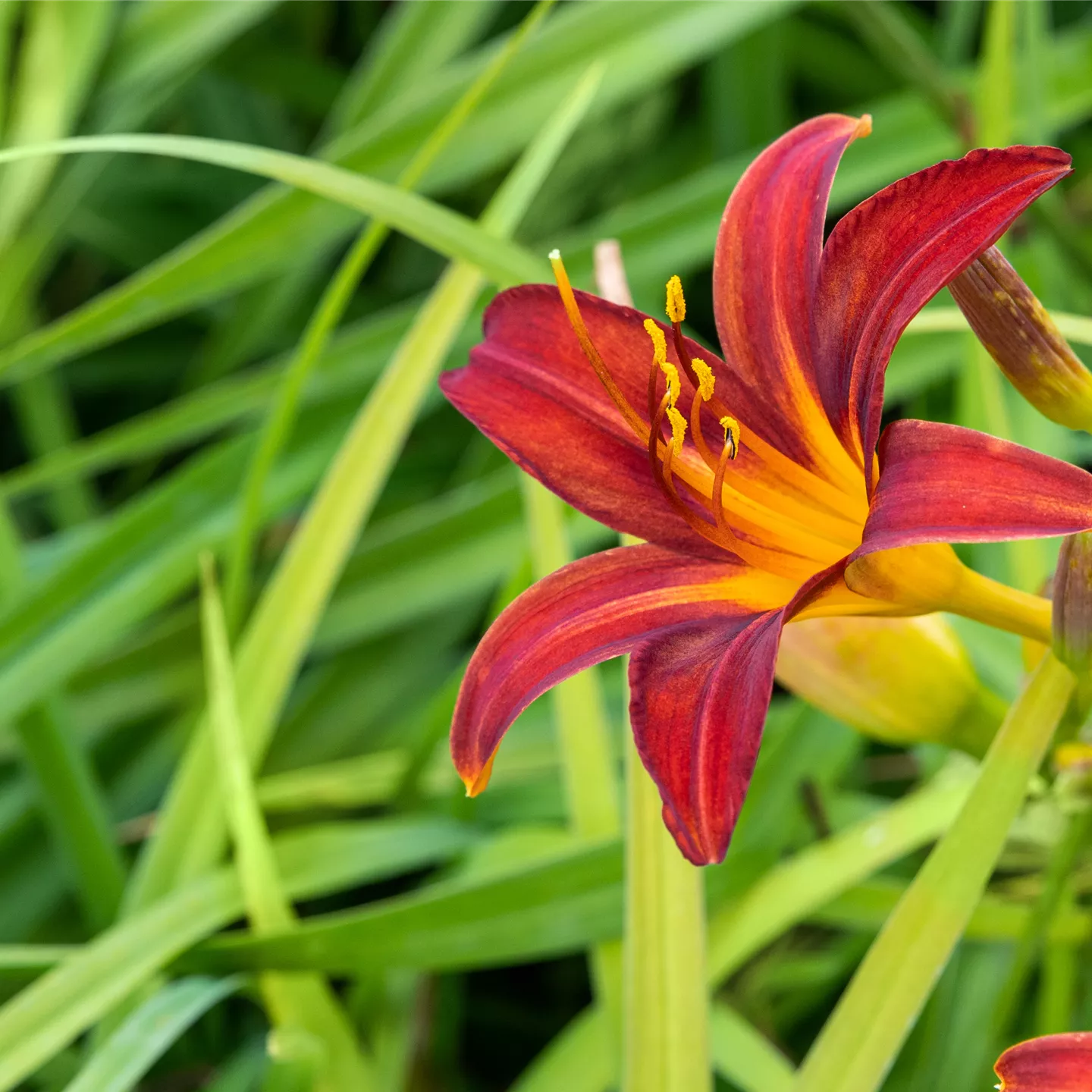 Hemerocallis x cult.'Crimson Pirate'