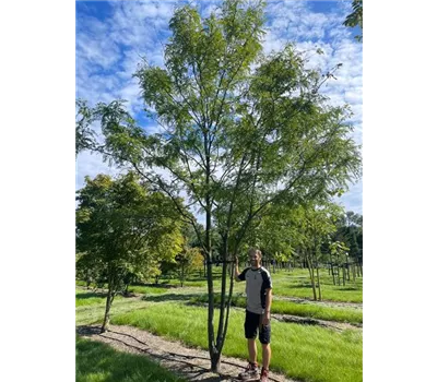 Lederhülsenbaum