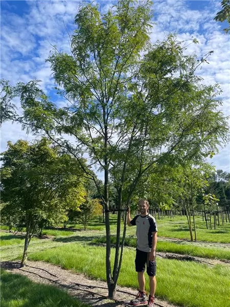 Gleditsia triacanthos 'Skyline' (Solitärgehölze) Lederhülsenbaum