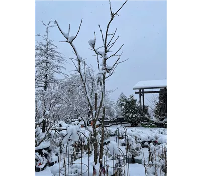 Geweihbaum