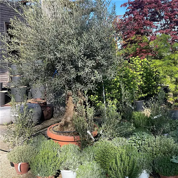 Olea europaea (Solitärgehölz) Ölbaum, Olive