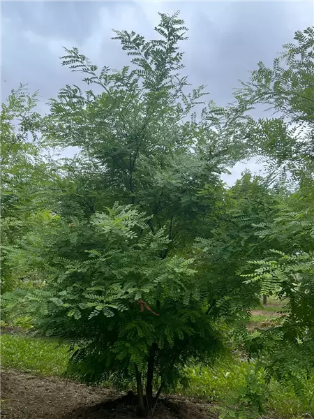 Sophora japonica (Solitärgehölze) Japanischer Schnurbaum