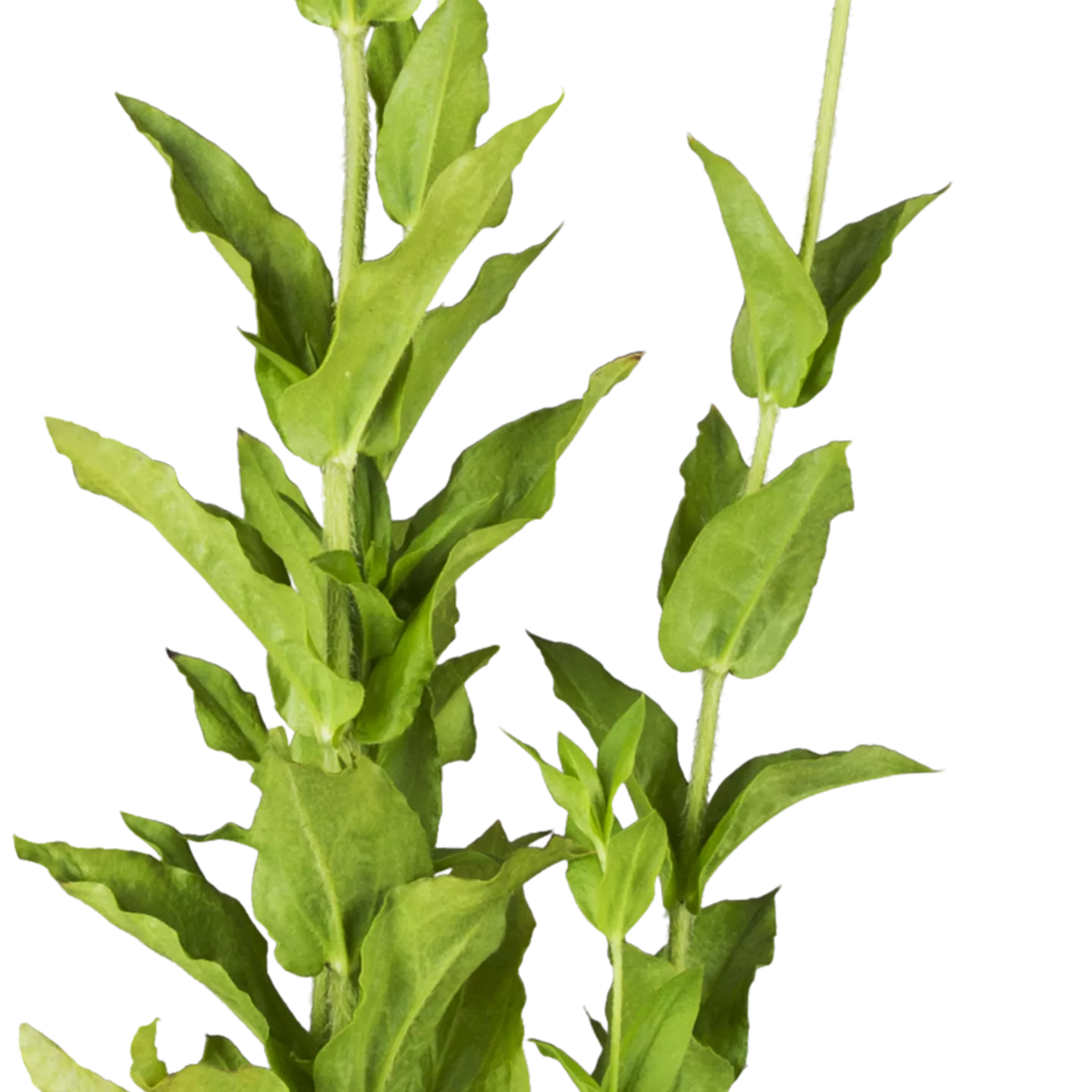 Lychnis chalcedonica