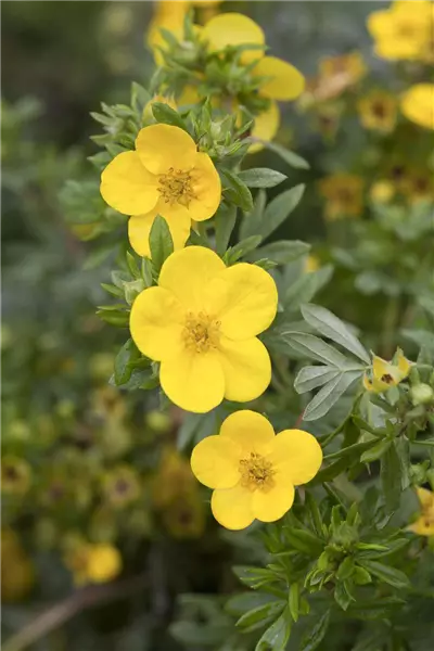 Potentilla fruticosa 'Kobold' Fingerstrauch