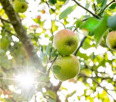 Apfel Goldrenette Freiherr von Berlepsch Apfel Goldrenette Freiherr von Berlepsch