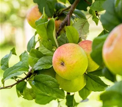 Apfel Geheimrat Dr. Oldenburg Apfel Geheimrat Dr. Oldenburg