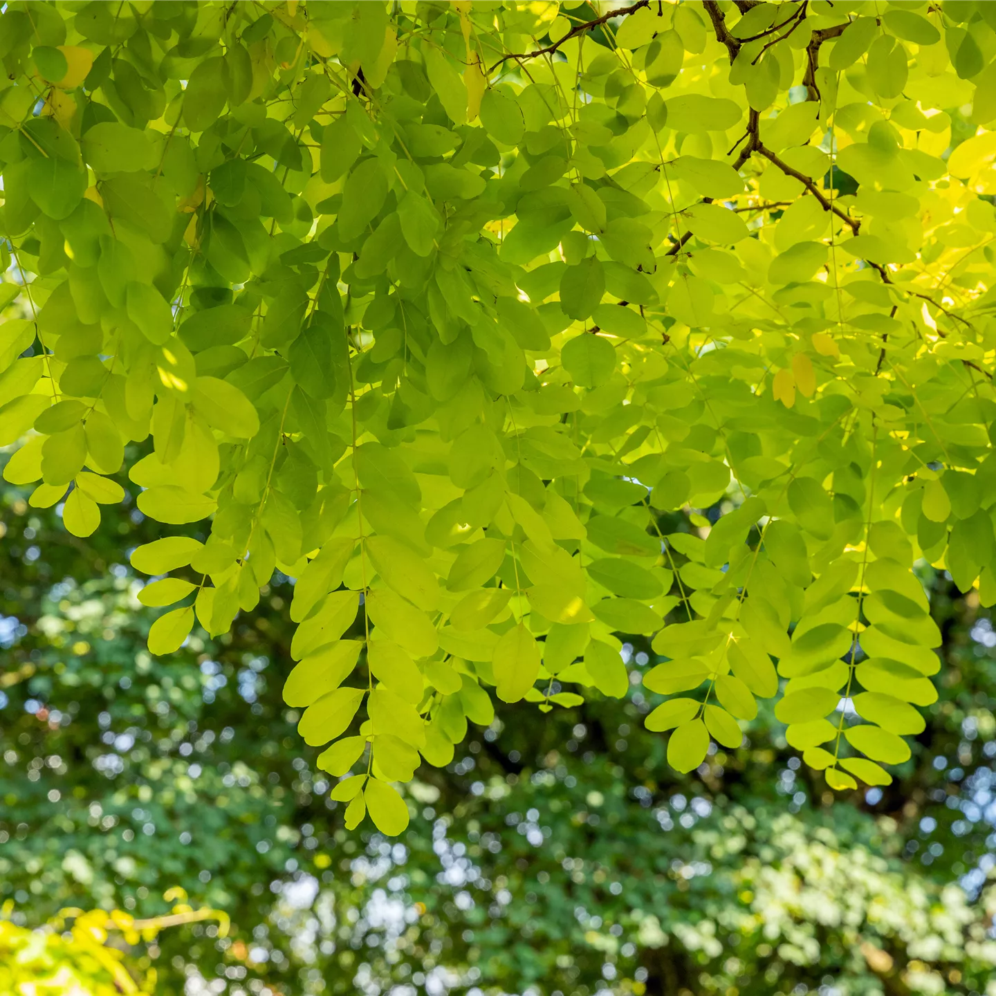 Robinia pseudoac.'Frisia'