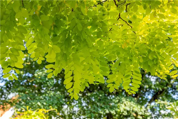 Robinia pseudoac.'Frisia' Gold-Schein-Akazie