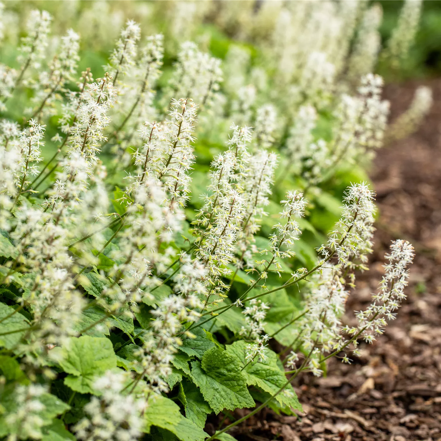 Tiarella cordifolia 'Moorgrün'