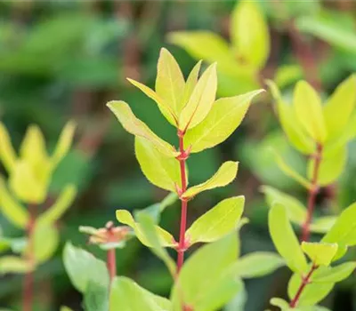 Heckenkirsche 'Eisbär' -R- Heckenkirsche 'Eisbär' -R-
