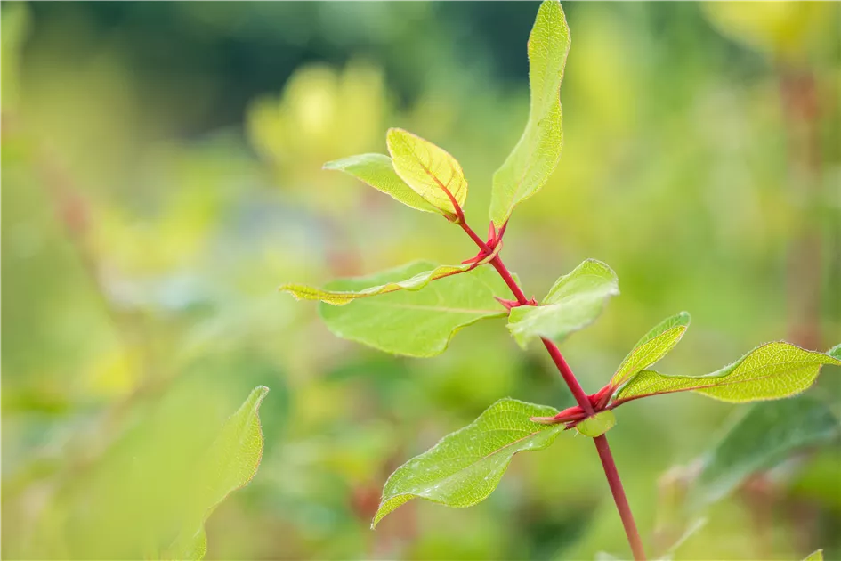 soybean plant Tankuro' Soybean (Edamame) – Experimental Farm Network Seed Store main image 1