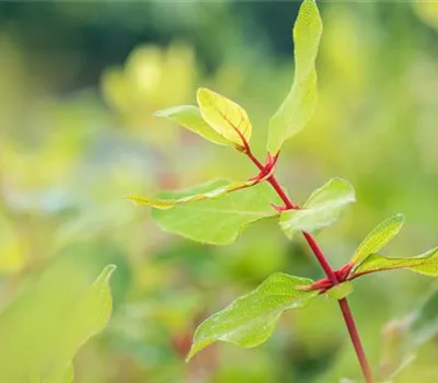 Heckenkirsche 'Kalinka' -R- Heckenkirsche 'Kalinka' -R-