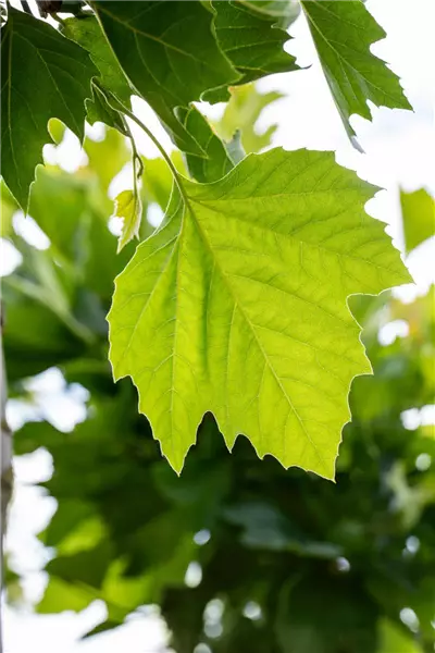 Platanus hispanica Platane