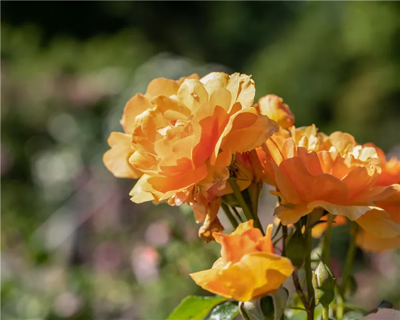 Rosa 'Westerland' -R- STR, Strauchrose Westerland ADR-Rose im Pflanzenshop