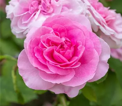 Strauchrose Gertrude Jekyll