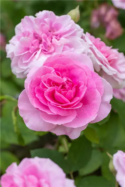 Rosa 'Gertrude Jekyll'  -R-            STR Strauchrose Gertrude Jekyll