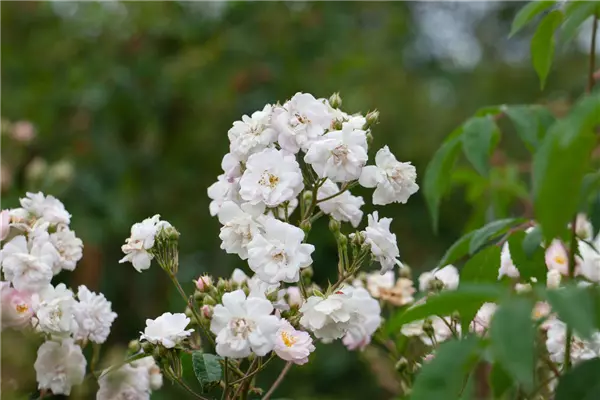 Rosa 'Paul's Himalayan Musk Rambler'    KL Kletterrose Paul's Himalayan Musk Rambler