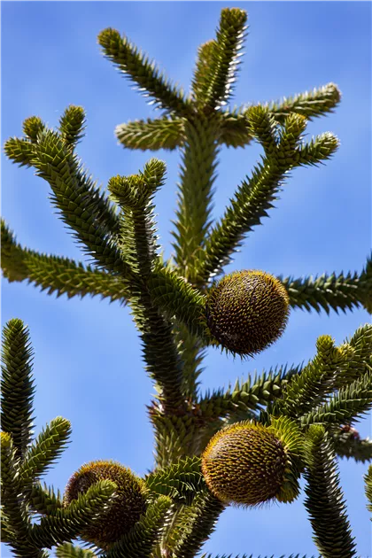 Araucaria araucana, Anden-Tanne, Schmuck-Tanne im Pflanzenshop