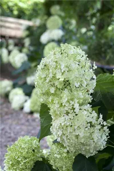 Hydrangea arbor. 'Annabelle' Schneeball-Hortensie