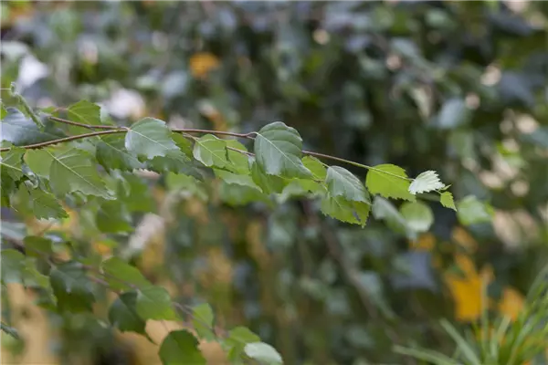 Betula pendula 'Youngii' Trauer-Birke