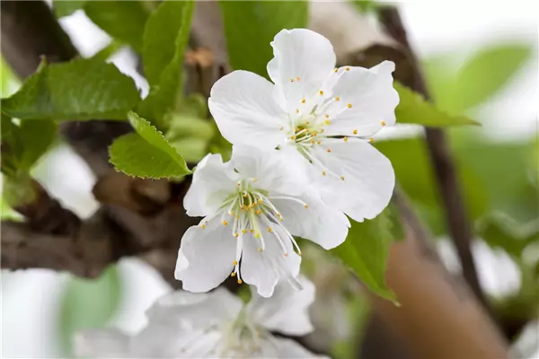 Prunus av.'Gr.Prinzessinkirsche'       CAC Gr.Prinzessinkirsche