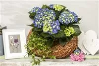 Ein Geben und Nehmen – Hortensien als Luftbefeuchter