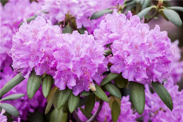 Rhododendron Hybr.'Roseum Elegans' Rhododendron-Hybride 'Roseum Elegans'