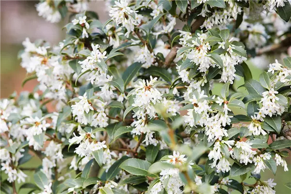 Osmanthus burkwoodii Frühlings-Duftblüte