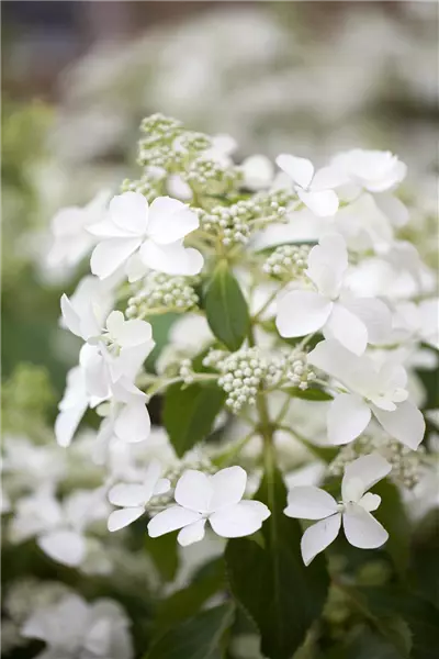 Hydrangea panic. 'Butterfly'  -R- Schmetterlingshortensie Butterfly (R)