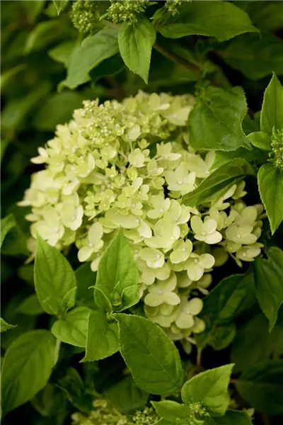 Hydrangea panic. 'Little Lime'  -R- Rispenhortensie 'Little Lime'