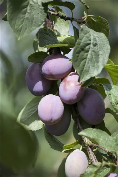 Prunus dom.'Imperial'                  CAC Säulenpflaume 'Imperial'