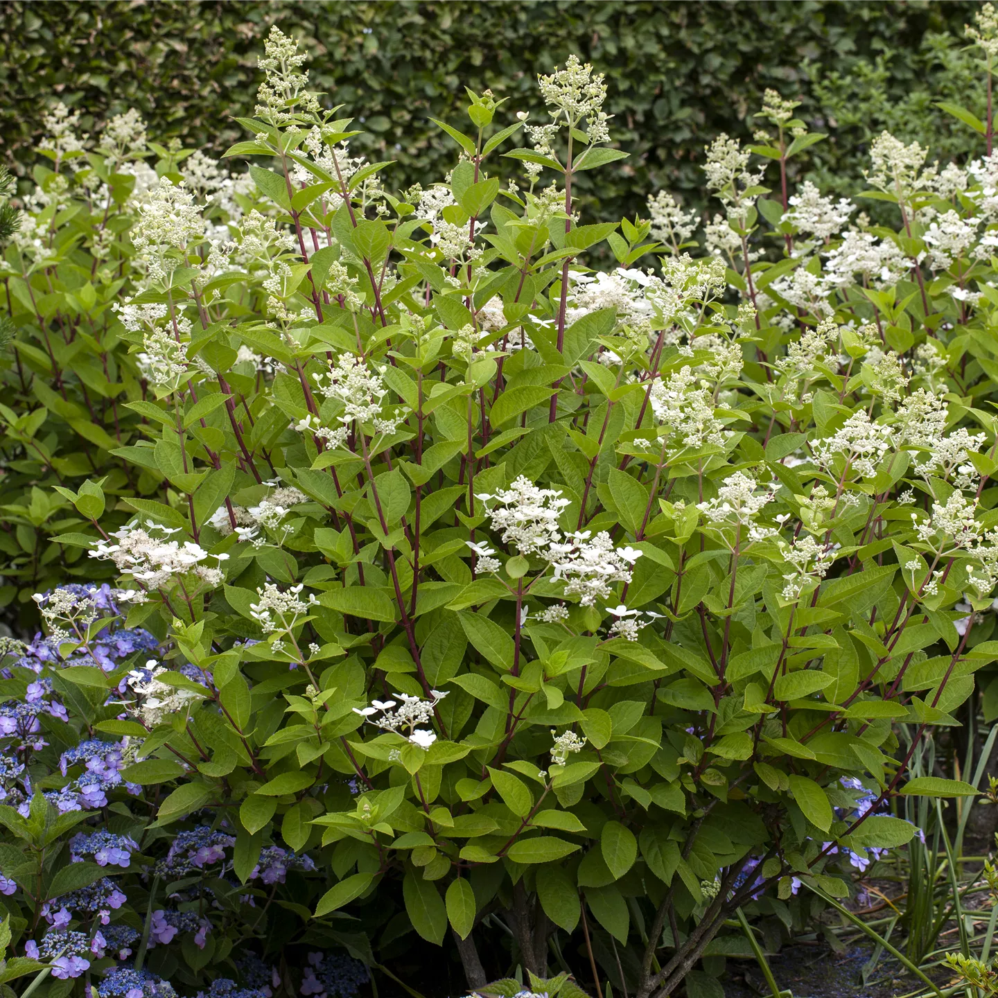 Hydrangea panic. 'Wim's Red' -S-