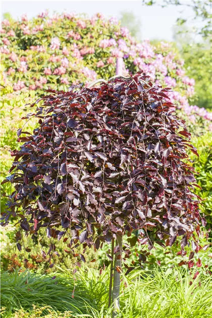 Fagus sylvatica 'Purpurea Pendula', Hnge-Blut-Buche im Pflanzenshop