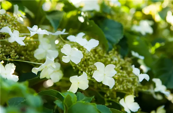 Hydrangea petiolaris Kletter-Hortensie