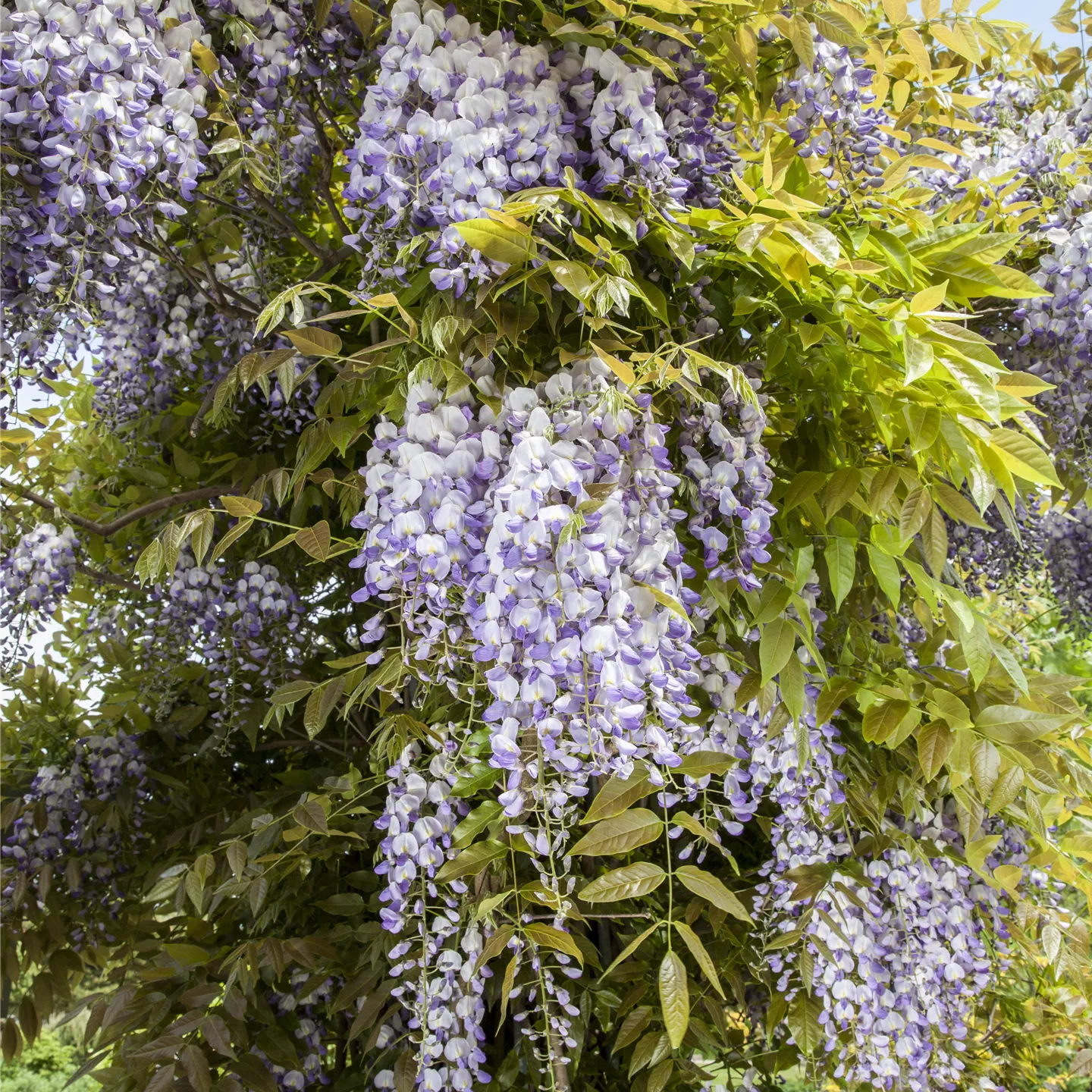 Wisteria Veredlungen i.S.