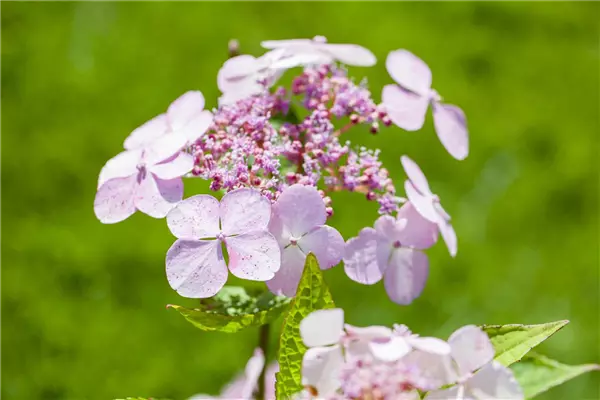 Hydrangea serrata 'Bluebird' Lacecap-Hortensie