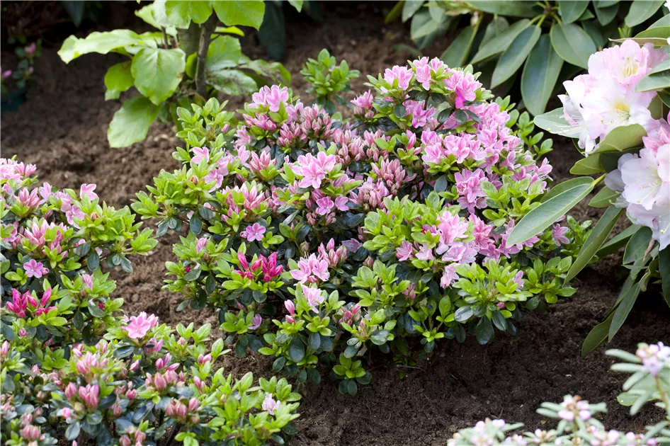 Rhododendron obt.'Kermesina Rose', Japanische Azalee im Pflanzenshop
