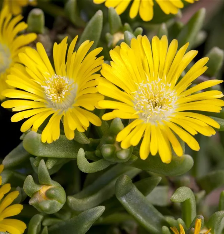 Mittagsblume