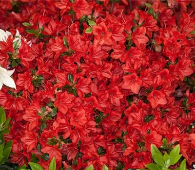 Japanische Azalee i.S.