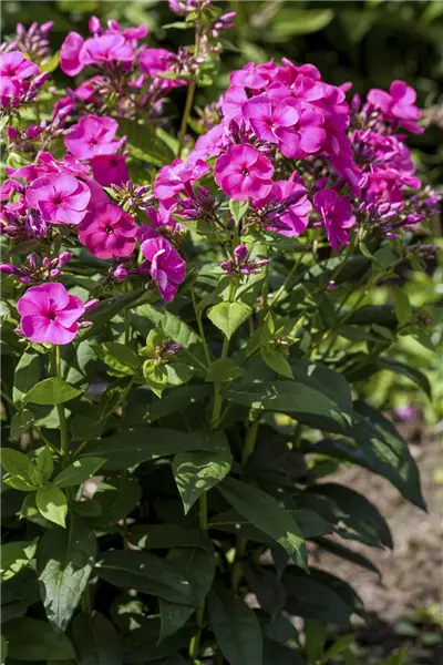 Phlox paniculata 'Kirchenfürst' Hoher Staudenphlox, Flammenblume