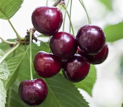 Gr.Schwarze Knorpelkirsche Gr.Schwarze Knorpelkirsche