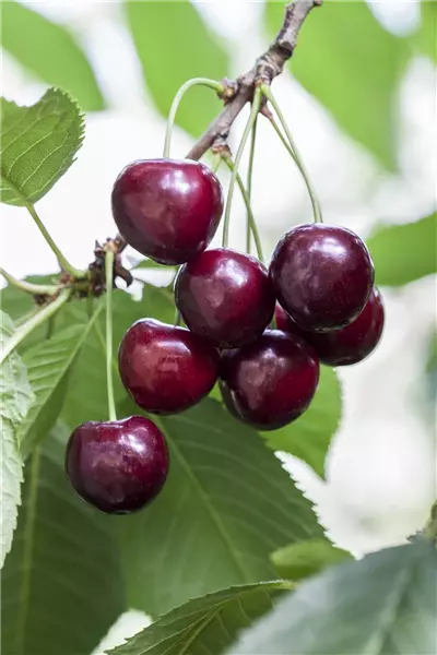 Prunus av.'Große Schwarze Knorpelk.'   CAC Gr.Schwarze Knorpelkirsche