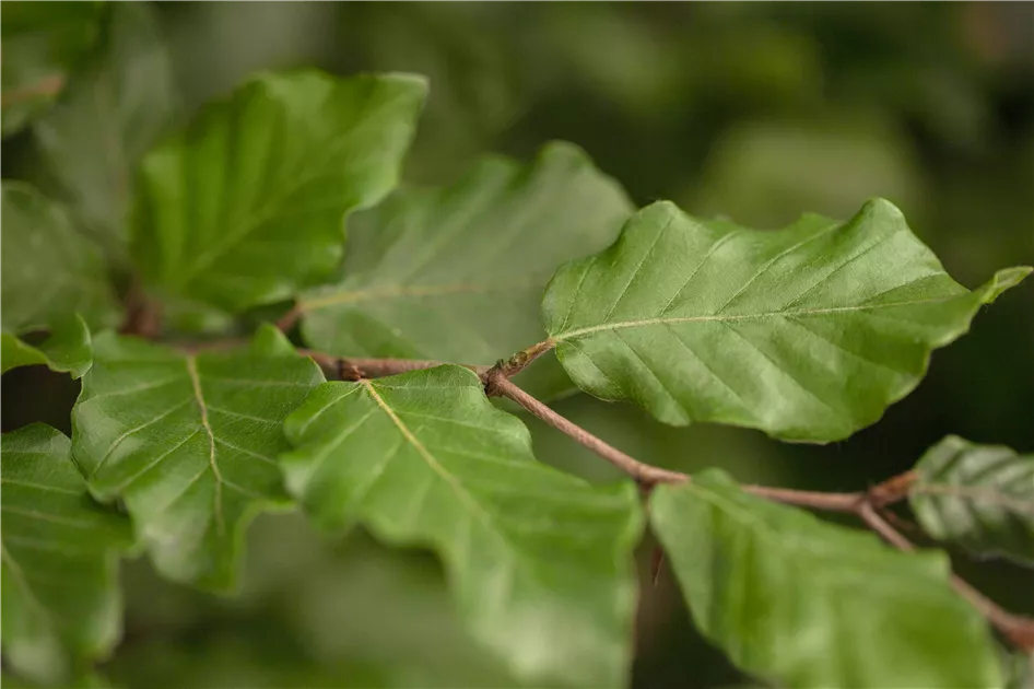 kaktus gesund Kaktus Dünger von Flora Boost für gesundes Wachstum main image 0