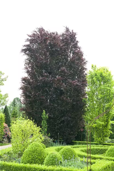 Fagus sylvatica purpurea Sämlings-Blut-Buche
