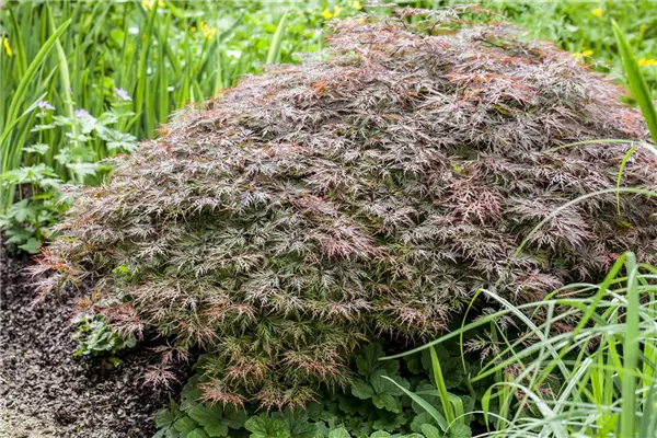 Acer palmatum 'Dissectum Garnet' Roter Schlitz-Ahorn