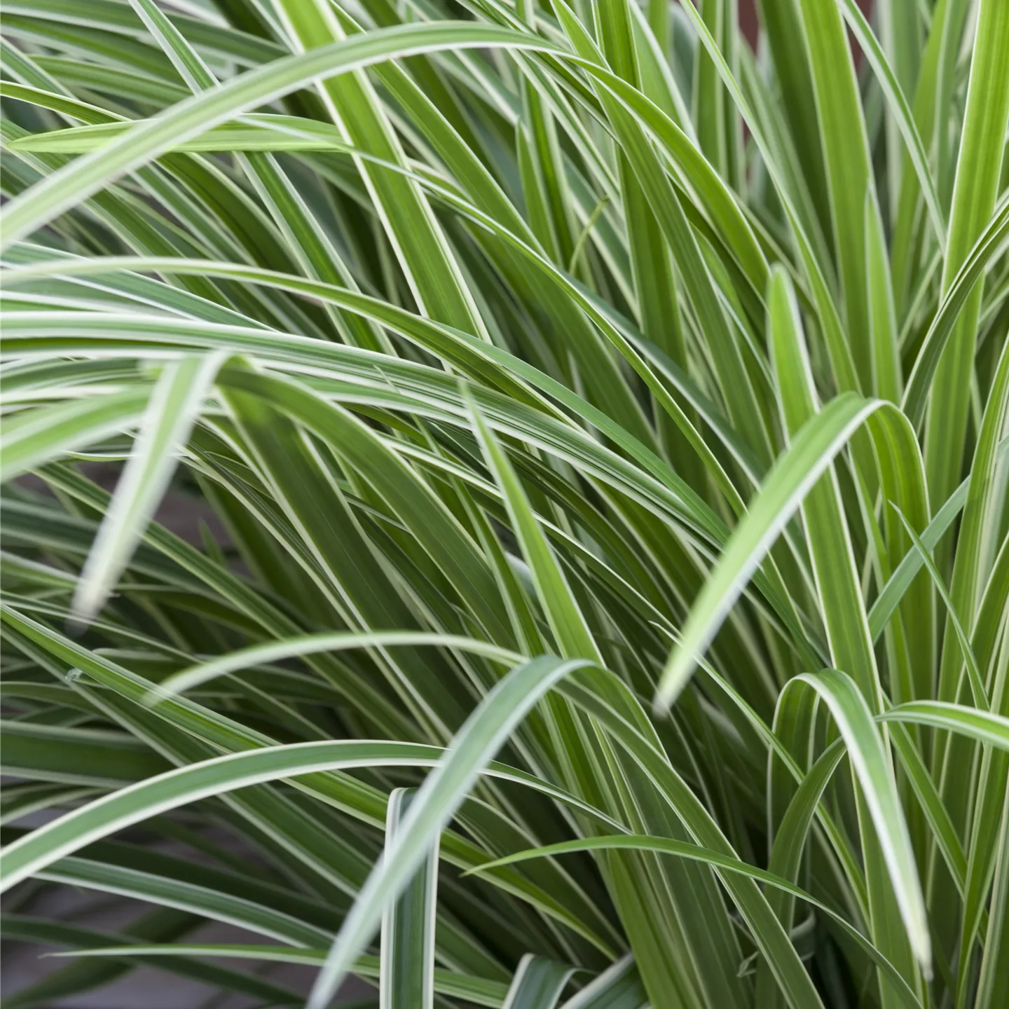 Carex morrowii 'Ice Dance'