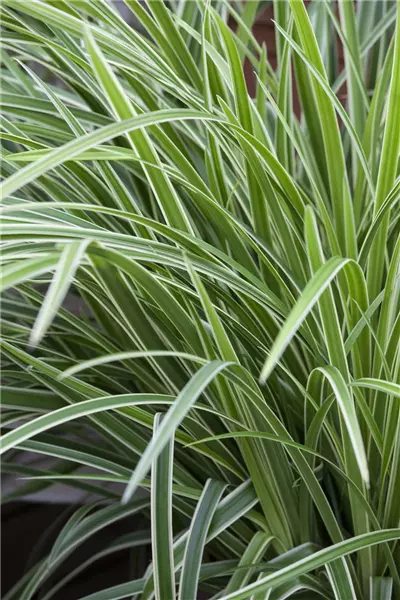 Carex foliosissima 'Icedance' Weißrandige Segge